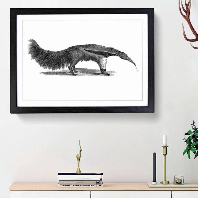 Great Ant-Eater in Black & White by George Shaw - Picture Frame Painting Print East Urban Home Frame Option: Black Framed, Size: 27cm H x 36cm W x 2cm on Productcaster.