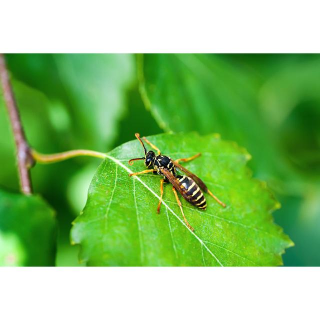 Namban Wasp Insect - Wrapped Canvas Print 17 Stories Size: 30cm H x 46cm W x 3.8cm D on Productcaster.