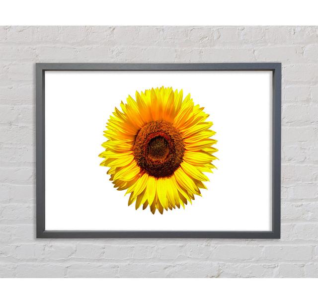 Yellow Sunflower Head - Single Picture Frame Print August Grove Format: Dark Grey Framed Canvas, Size: 84.1cm H x 118.9cm W x 3.3cm D on Productcaster.