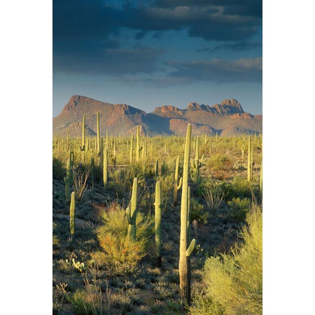 Saguaro Cactus In Sonoran Desert And Mountains by KenCanning - No Frame Art Prints on Canvas Alpen Home Size: 30cm H x 20cm W on Productcaster.