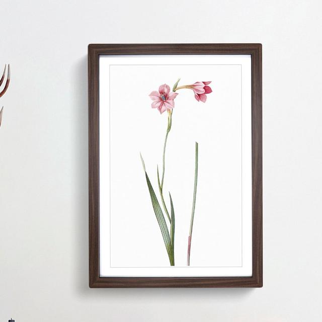 Pink Sword Lily by Pierre-Joseph Redoute - Picture Frame Painting Print East Urban Home Frame Option: Walnut Framed, Size: 36cm H x 27cm W x 2cm D on Productcaster.