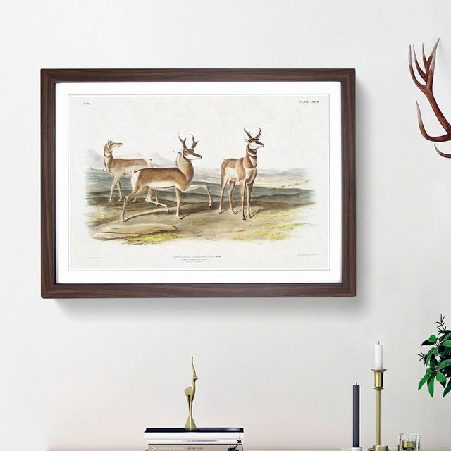 Prong-Horned Antelope by J.W. Audubon - Picture Frame Painting Print East Urban Home Size: 27cm H x 36cm W x 2cm D, Frame Option: Walnut Framed on Productcaster.