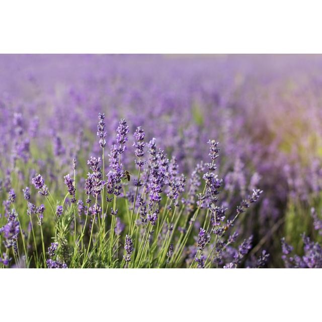 Lavender Field in Summer - Wrapped Canvas Photograph 17 Stories Size: 61cm H x 91cm W on Productcaster.