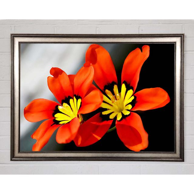 Orange Petaled Beauties - Single Picture Frame Art Prints Brayden Studio Size: 21cm H x 29.7cm W x 1.5cm D on Productcaster.