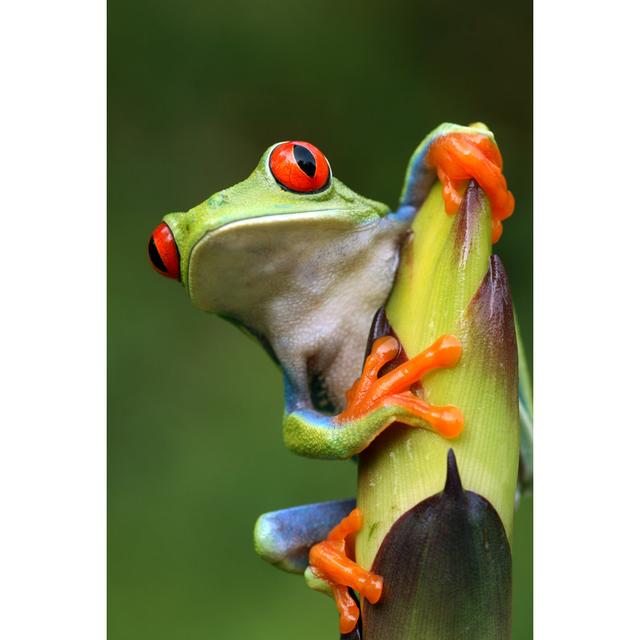 Red Eyed Tree Frog by Mark Kostich - Wrapped Canvas Art Prints 17 Stories Size: 122cm H x 81cm W on Productcaster.