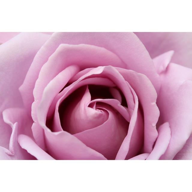 Spiral Rose by Martb - Print Latitude Run Size: 61cm H x 91cm W x 3.8cm D on Productcaster.