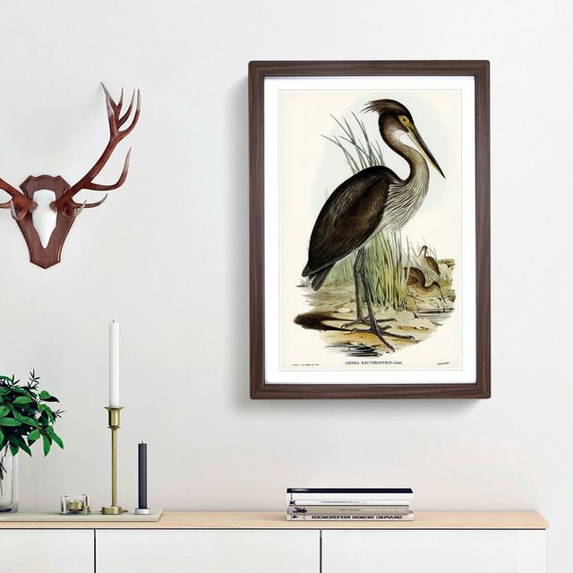 Great-Billed Heron by Elizabeth Gould - Picture Frame Painting Print on MDF East Urban Home Size: 48cm H x 36cm W x 2cm D, Frame Option: Walnut Framed on Productcaster.