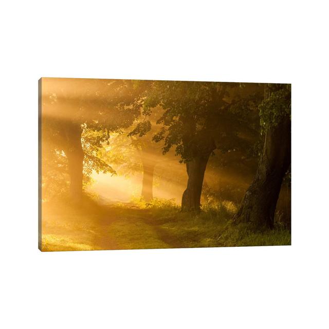 Poland, Barycz Valley Landscape Park, Sunrise by Mikolaj Gospodarek - Wrapped Canvas Print Latitude Run Size: 30.48cm H x 45.72cm W x 1.905cm D on Productcaster.