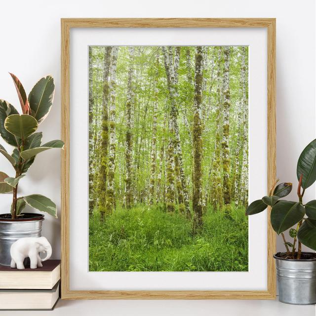 Gerahmtes Papierbild Hoh Rainforest Olympic National Park East Urban Home Rahmenoptionen: Naturbelassenes Eiche, Größe: 70 cm H x 50 cm B on Productcaster.