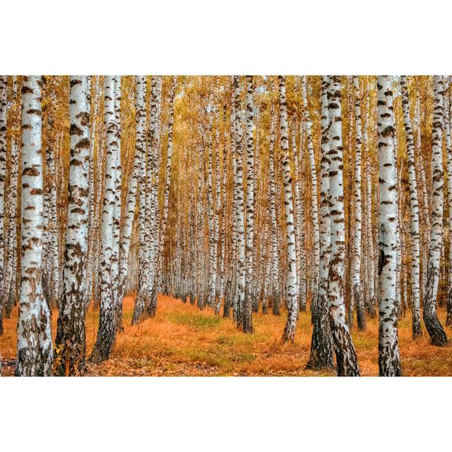 Autumn Birch Forest - Wrapped Canvas Photograph Alpen Home Size: 51cm H x 76cm W x 3.8cm D on Productcaster.