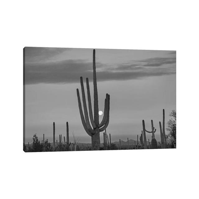 Saguaro Cacti And Moon, Saguaro National Park, Arizona - Wrapped Canvas Print Natur Pur Size: 30.48cm H x 45.72cm W x 1.91cm D on Productcaster.