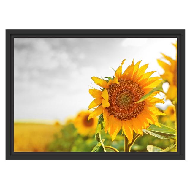 Gerahmtes Wandbild Nahaufnahme einer Sonnenblume East Urban Home Größe: 40 cm H x 55 cm B on Productcaster.