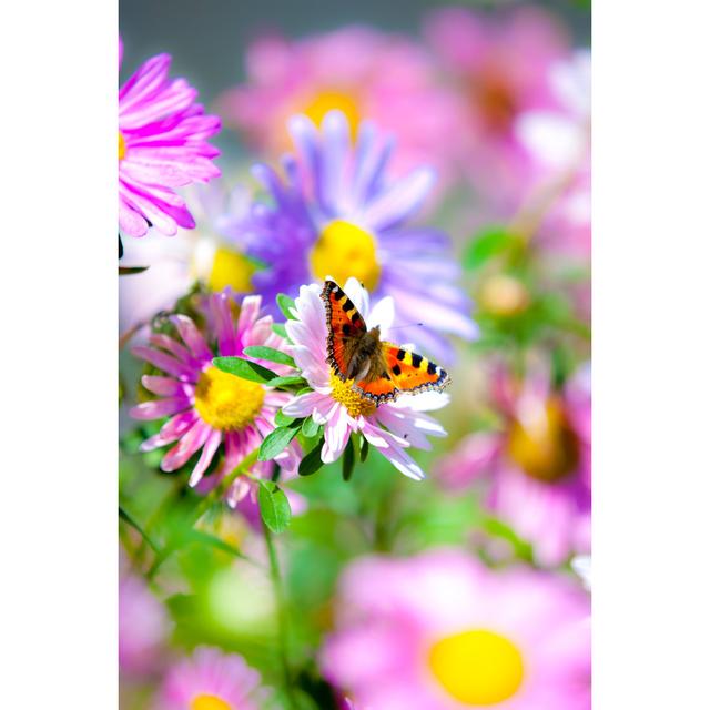 Small Tortoiseshell Butterfly by Pawel.gaul - Wrapped Canvas Art Prints 17 Stories Size: 61cm H x 91cm W on Productcaster.