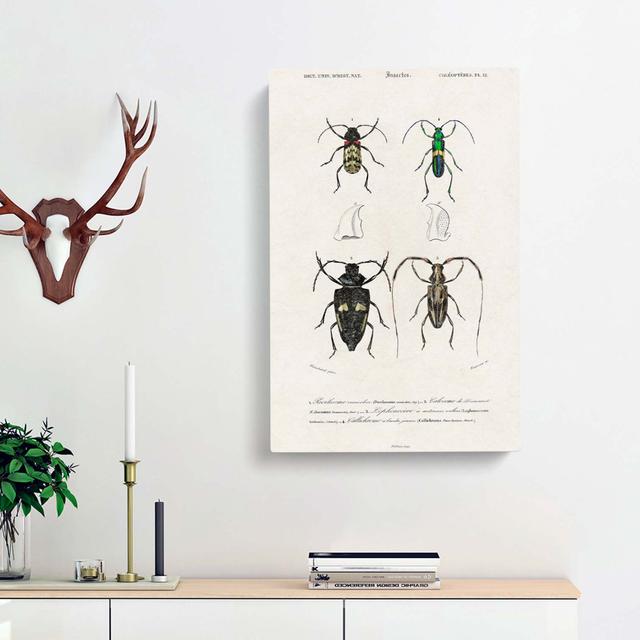 Beetle Illustrations PL. 12 by Charles D' Orbigny - Wrapped Canvas Painting East Urban Home Size: 50cm H x 35cm W x 3cm D on Productcaster.