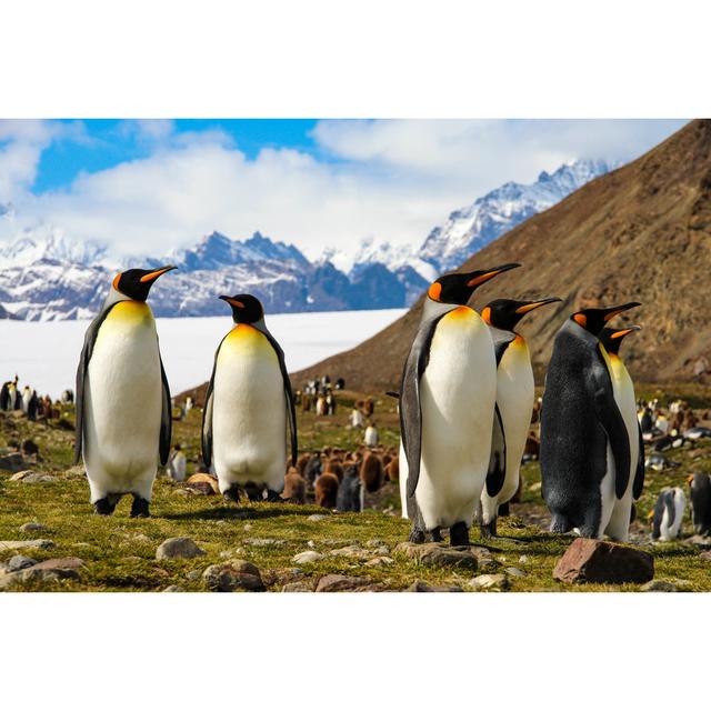 King Penguin by Evenfh - Wrapped Canvas Photograph 17 Stories Size: 51cm H x 76cm W on Productcaster.