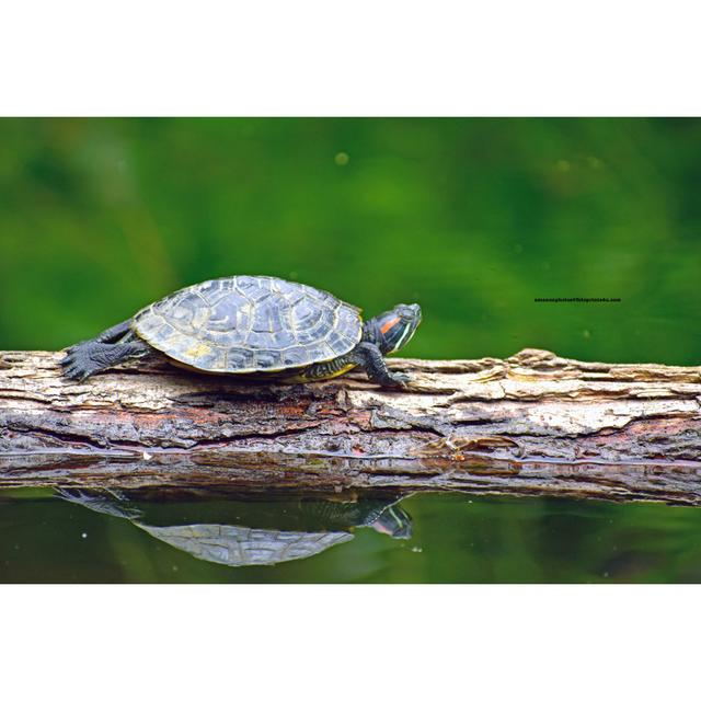 Turtle On A Log by Anu Menon - Wrapped Canvas Print 17 Stories Size: 81cm H x 122cm W on Productcaster.