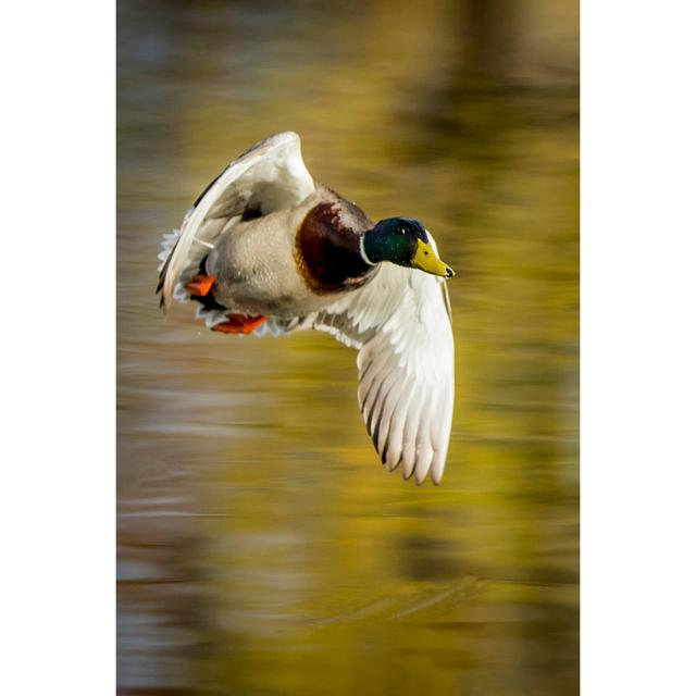 Mallard Flight I by Tyler Stockton - Wrapped Canvas Art Prints August Grove Size: 46cm H x 30cm W on Productcaster.