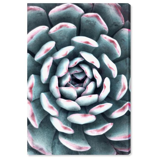 Light Succulent Close Up III - Wrapped Canvas Photograph Print East Urban Home Size: 114.3cm H x 76.2cm W on Productcaster.