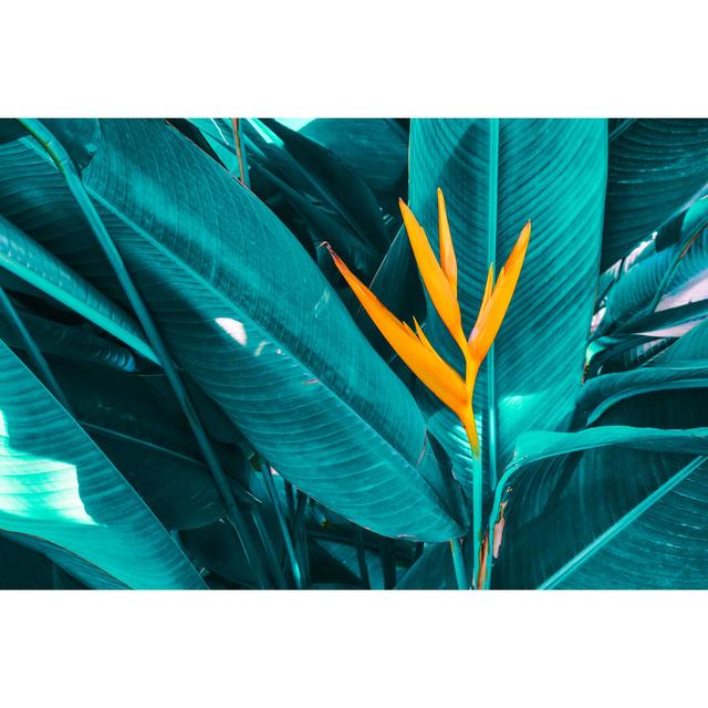 Tropical Flower by Pernsanitfoto - Wrapped Canvas Graphic Art Bay Isle Home Size: 61cm H x 91cm W on Productcaster.