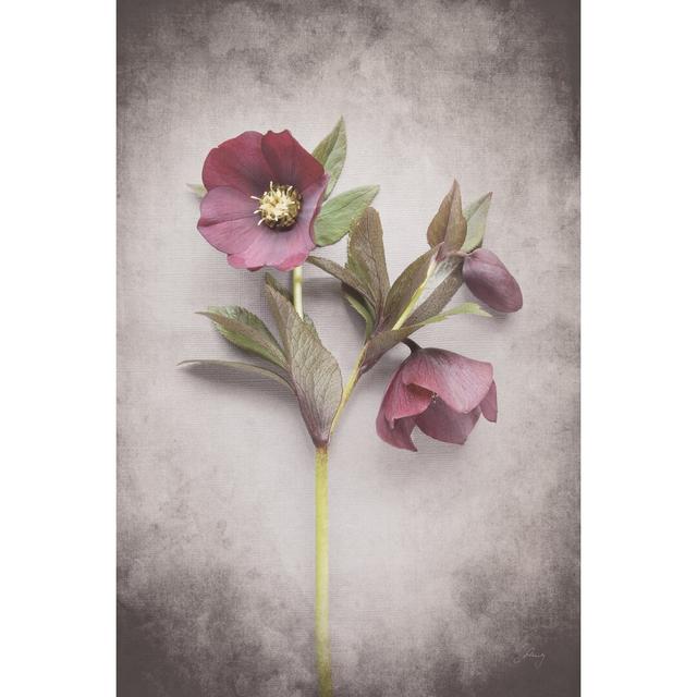 Vintage Hellebore Study V - Wrapped Canvas Painting Marlow Home Co. Size: 30cm H x 20cm W x 3.8cm D on Productcaster.