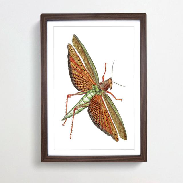 Imperial Locust by George Shaw - Picture Frame Graphic Art Print East Urban Home Frame Option: Walnut Framed, Size: 48cm H x 36cm W x 2cm D on Productcaster.