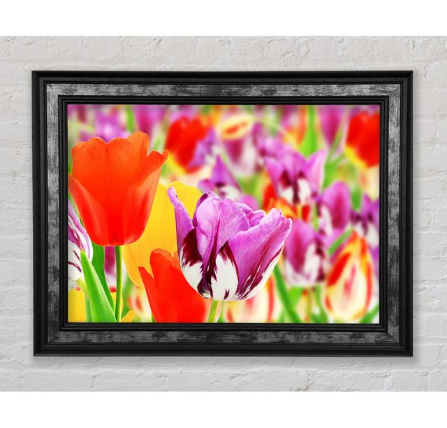 Colourful Tulips In Up Close Framed Print Bright Star Size: 21cm H x 42cm W on Productcaster.