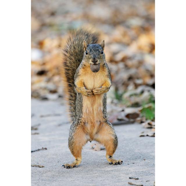 Bette Nut Poser by Aznature - Wrapped Canvas Photograph Alpen Home Size: 30cm H x 20cm W x 3.8cm D on Productcaster.