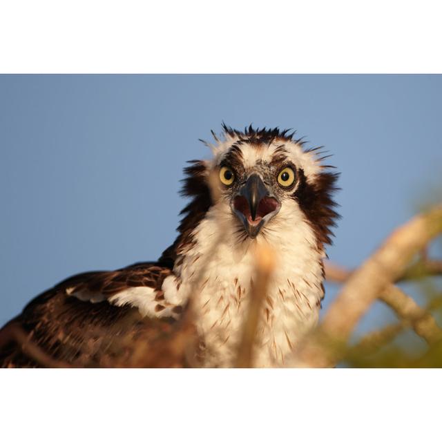 Osprey On The Nest by KaidoKarner - No Frame Art Prints on Canvas Alpen Home Size: 81cm H x 122cm W on Productcaster.