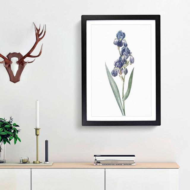 Dalmatian Iris by Pierre-Joseph Redoute - Picture Frame Painting Print East Urban Home Frame Option: Black Framed, Size: 36cm H x 27cm W x 2cm D on Productcaster.