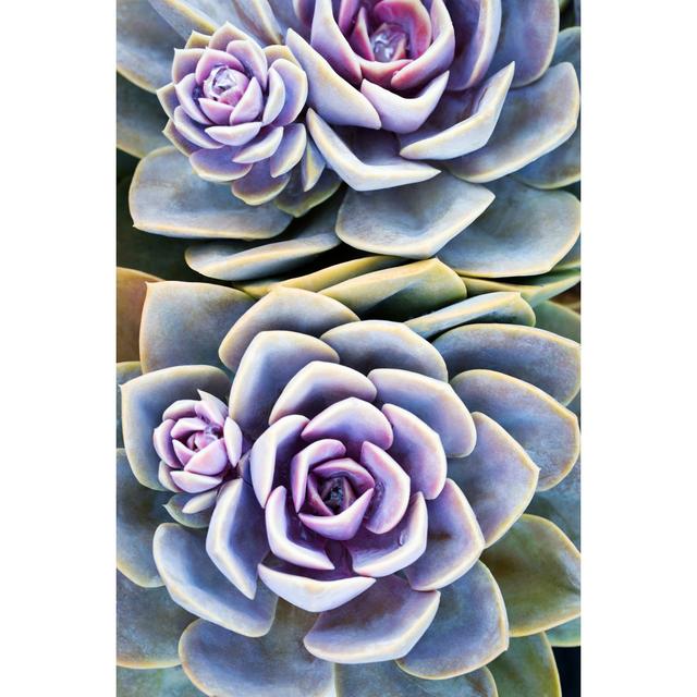 Succulent Plant Bloomsbury Market Size: 46cm H x 30cm W x 3.8cm D on Productcaster.