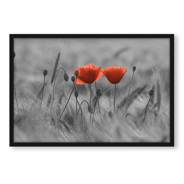 Gerahmter Grafikdruck "Poppies in a Field" ClassicLiving Größe: 55 cm H x 40 cm B x 2.5 cm T on Productcaster.