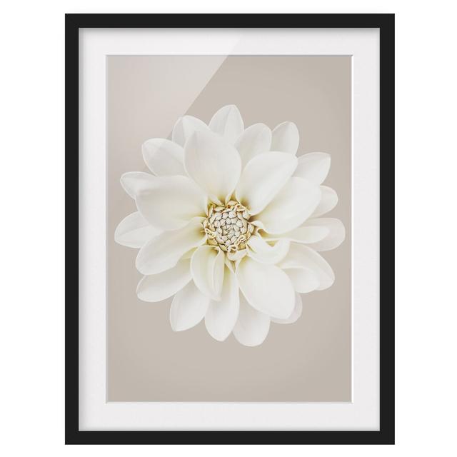 Dahlia White Taupe Pastel Centered - Picture Frame Graphic Art Ebern Designs Size: 70cm H x 50cm W x 2cm D, Frame Option: Black Framed on Productcaster.