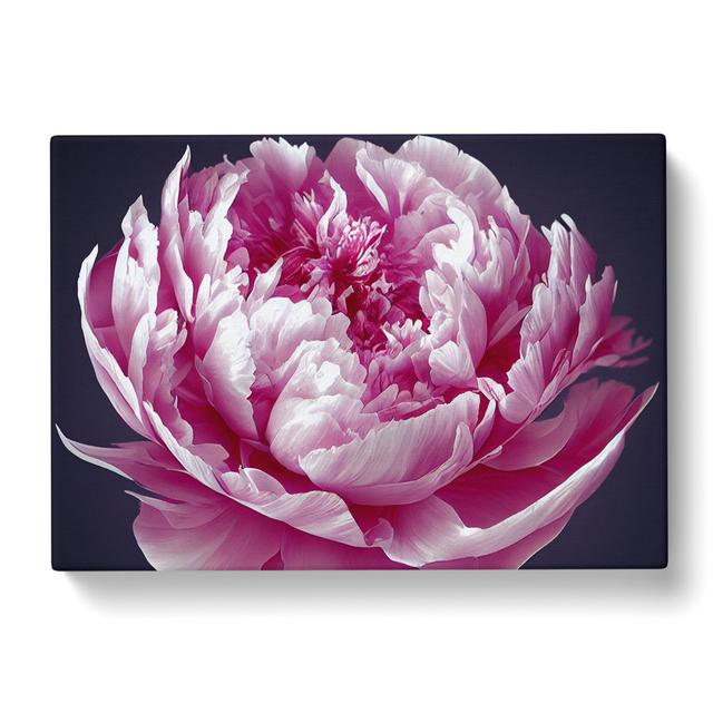 Astonishing Peony Flower - Wrapped Canvas Graphic Art Rosdorf Park Size: 50cm H x 76cm W x 3cm D on Productcaster.