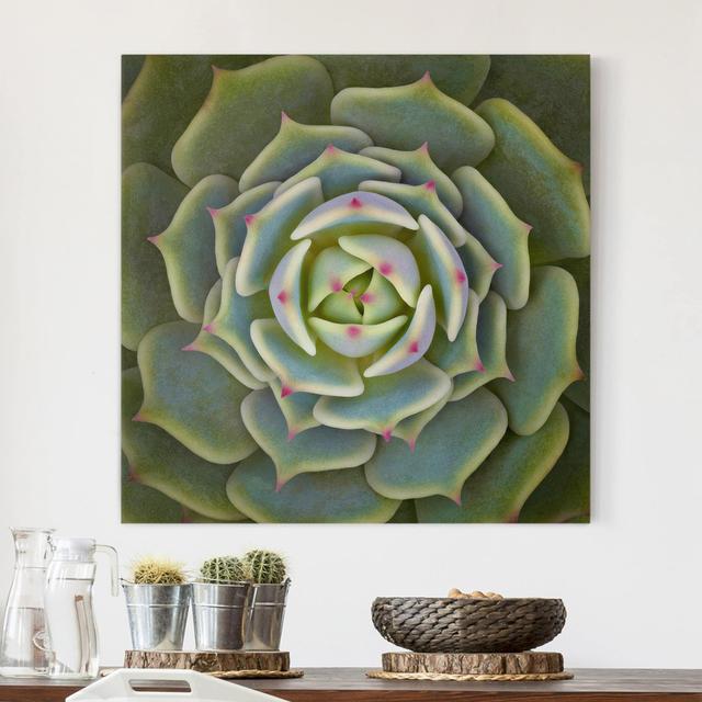 Leinwandbild Sukkulente von Echeveria Ben Badis Bloomsbury Market Größe: 60 cm H x 60 cm B, Format: 330g/m² Recycle Canvas on Productcaster.