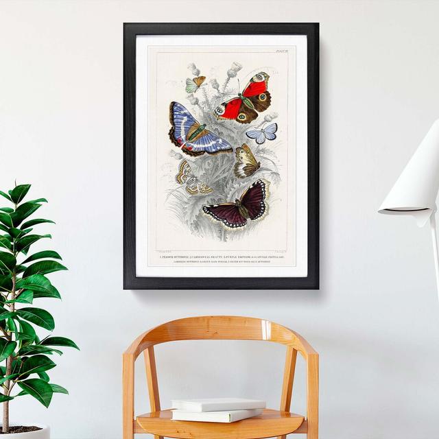 Assortment of Butterflies PL. 69 by Oliver Goldsmith - Picture Frame Painting on Paper East Urban Home Format: Black, Size: 45cm H x 33cm W x 2cm D on Productcaster.