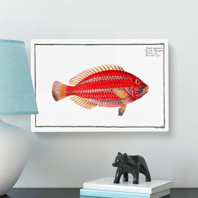 Parrot-Fish by M.E. Bloch - Wrapped Canvas Painting East Urban Home Size: 40cm H x 60cm W x 3cm D on Productcaster.