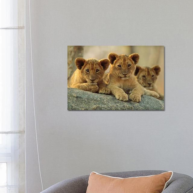 African Lion Three Cubs Resting On A Rock, Hwange National Park, Zimbabwe by - Wrapped Canvas Photograph 17 Stories Size: 45.72cm H x 66.04cm W x 1.91 on Productcaster.