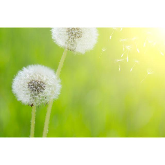 Dandelion by TonyYao - Wrapped Canvas Print 17 Stories Size: 81cm H x 122cm W on Productcaster.