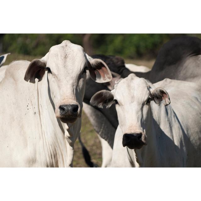 Cattle - Nelore on Farm by Andree_Nery - Wrapped Canvas Photograph Brambly Cottage Size: 30cm H x 46cm W on Productcaster.