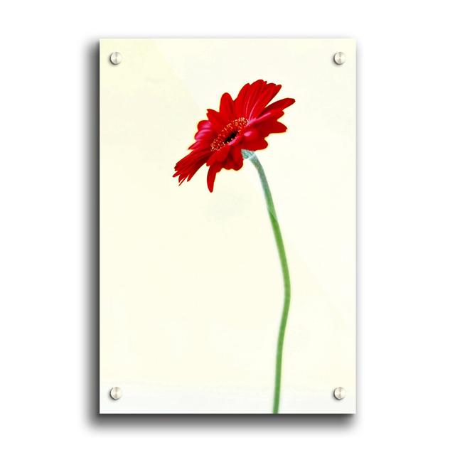 Single Red Gerbera Flowers - Unframed Photograph Print on Acrylic East Urban Home Size: 29.7cm H x 21cm W on Productcaster.