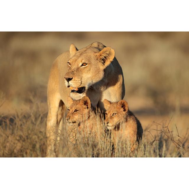 Lioness With Cubs - Wrapped Canvas Print Ebern Designs Size: 20cm H x 30cm W on Productcaster.