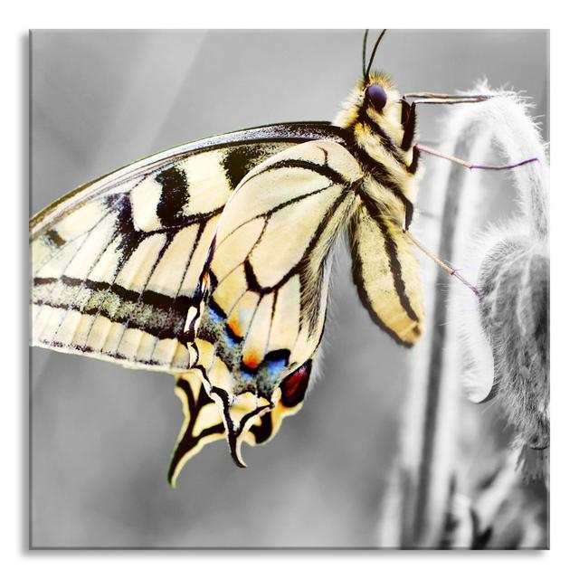 Beautiful Butterfly on Flower - Unframed Photograph on Glass August Grove Size: 70cm H x 70cm W x 0.4cm D on Productcaster.