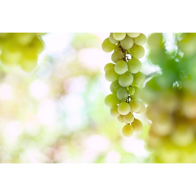 White Grape by Drbouz - No Frame Art Prints on Canvas Brambly Cottage Size: 81cm H x 122cm W on Productcaster.