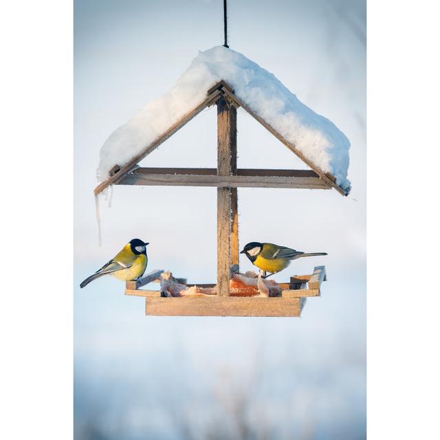 Snowy Winter Bird - Wrapped Canvas Photograph 17 Stories Size: 46cm H x 30cm W x 3.8cm D on Productcaster.