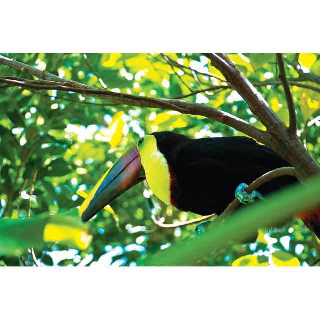 Tropical Bird in Tree - Wrapped Canvas Art Prints Bay Isle Home Size: 20cm H x 30cm W x 3.8cm D on Productcaster.