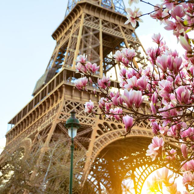 Cherry Blossom Against Eiffel Tower by Azgek - Wrapped Canvas Print 17 Stories Size: 91cm H x 91cm W on Productcaster.