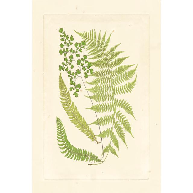 Ferns with Platemark III - Wrapped Canvas Graphic Art Bay Isle Home Size: 122cm H x 81cm W on Productcaster.