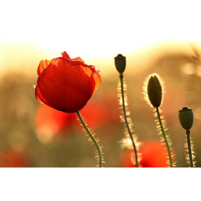 Red Poppies At Sunset - Wrapped Canvas Print 17 Stories Size: 51cm H x 76cm W on Productcaster.