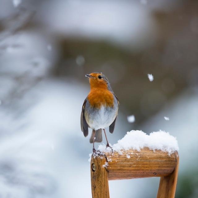 Robin by Andrew_Howe - Wrapped Canvas Print Wall Art Production Network Size: 30cm H x 46cm W x 3.8cm D on Productcaster.