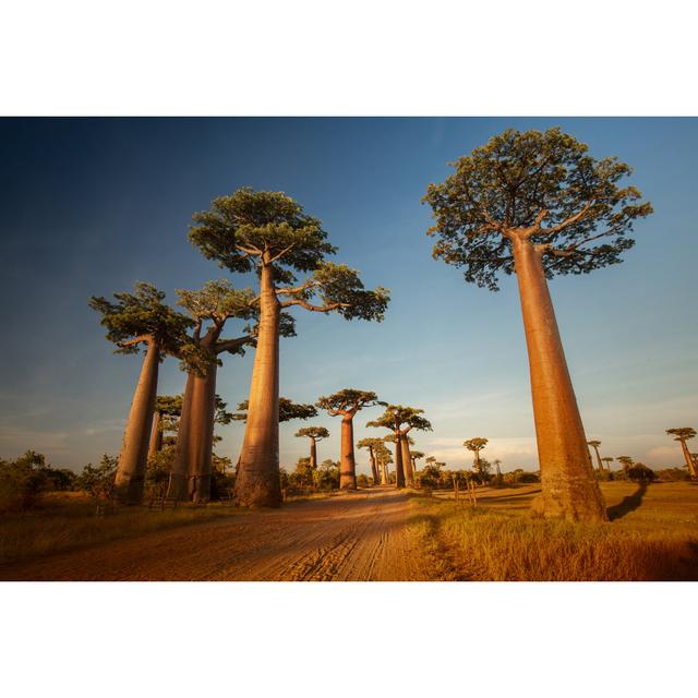 Baobabs by Mihtiander - Wrapped Canvas Photograph 17 Stories Size: 61cm H x 91cm W on Productcaster.